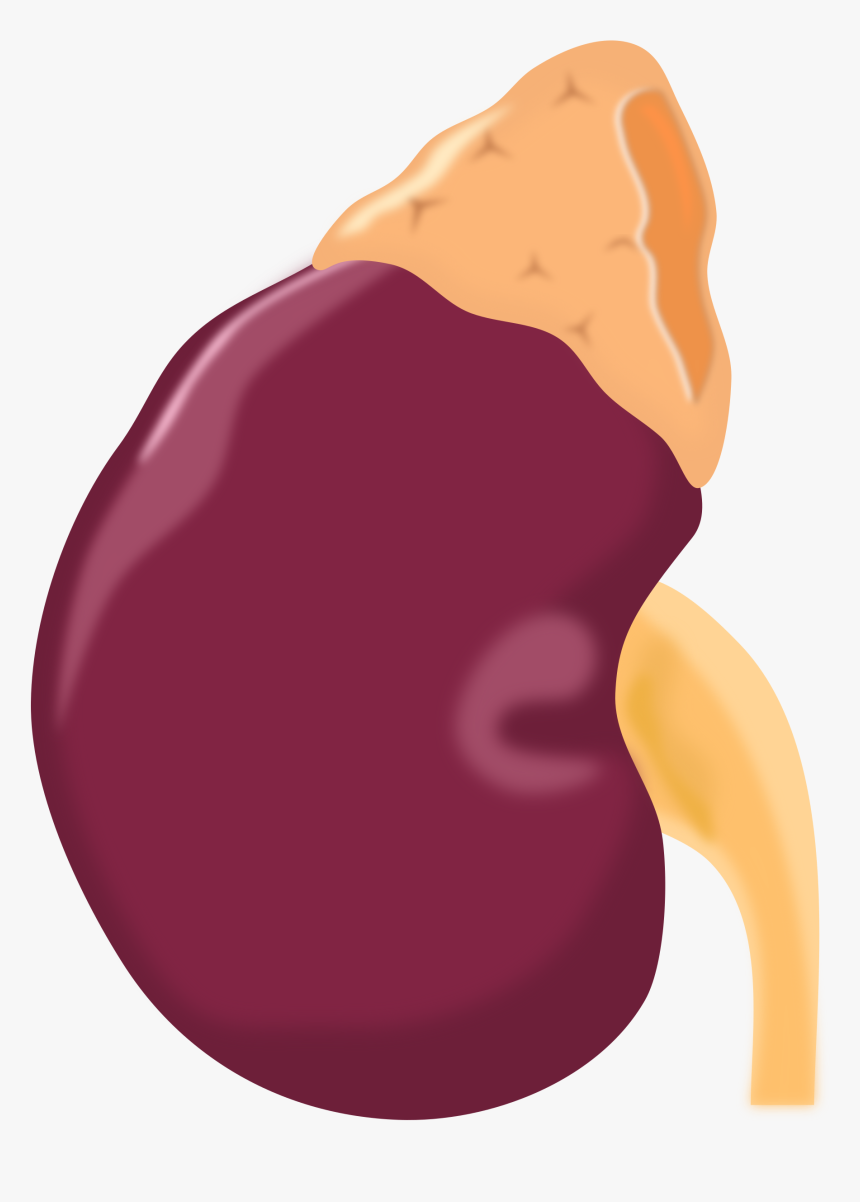 Thumb Image - Ginjal Vector, HD Png Download