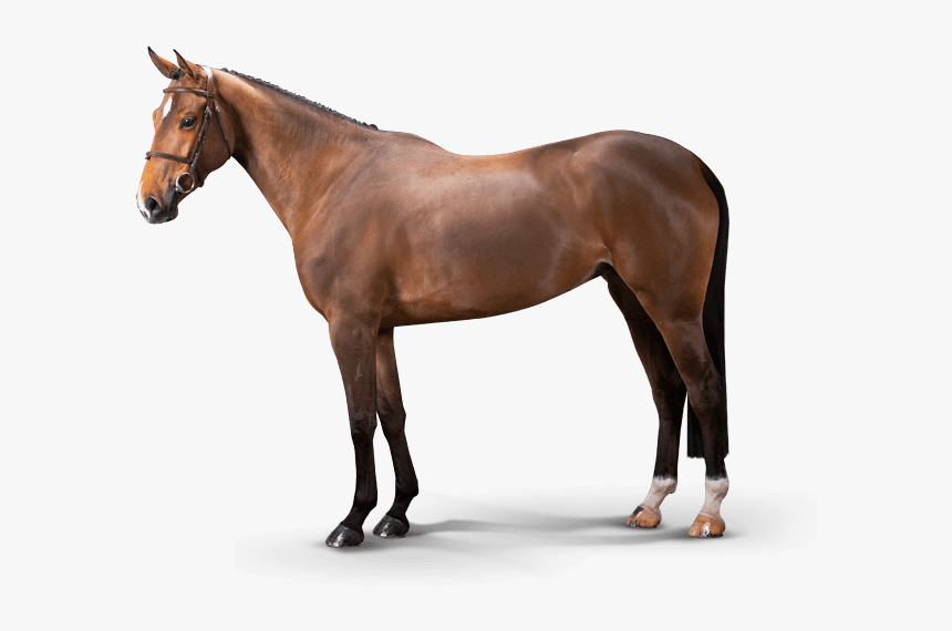 Chanel Van’t Ameldonk Z - Luigi D Eclipse Stallion, HD Png Download