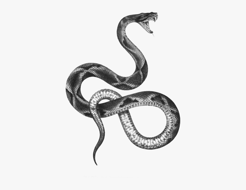 The Snakes Of Australia Tattoo Artist Black And Gray - Snake Edit, HD Png Download