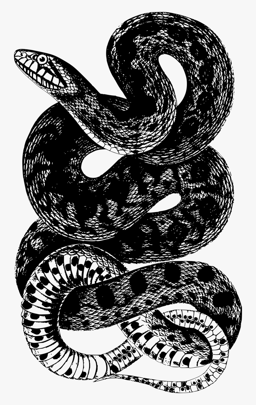 Camiseta Rattlesnake Snake, HD Png Download