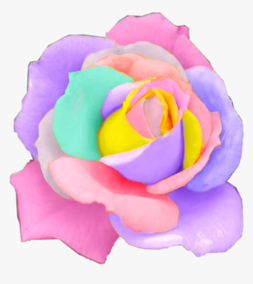 Rose Rainbow Flower Flowers Pastel Rosesfreetoedit - Beautiful Flowers Rainbow, HD Png Download