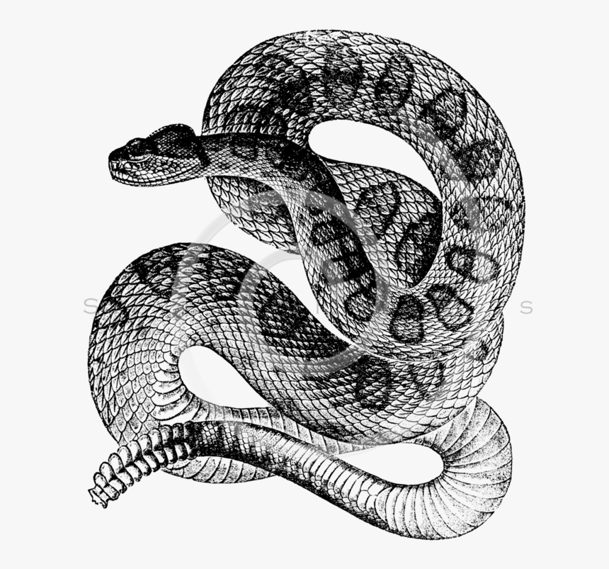 All Black And White Illustrations Png Silverspiralarts - Snake Png Black And White, Transparent Png