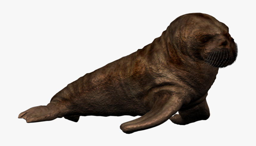 Walrus Png Picture - Baby Walrus Png, Transparent Png