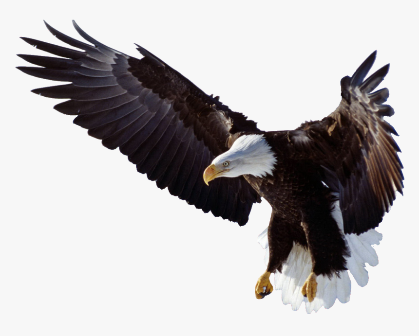 Eagle Wings Logo Png - Bald Eagle, Transparent Png