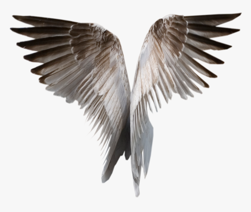 Wings Png - Realistic Wings Transparent Background, Png Download
