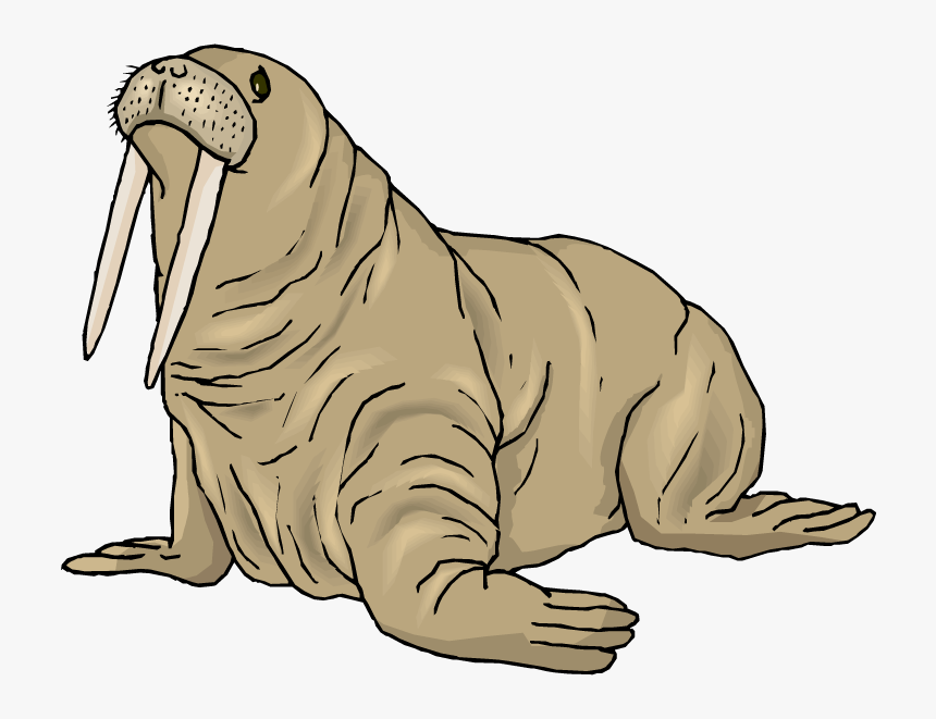 Walrus, HD Png Download