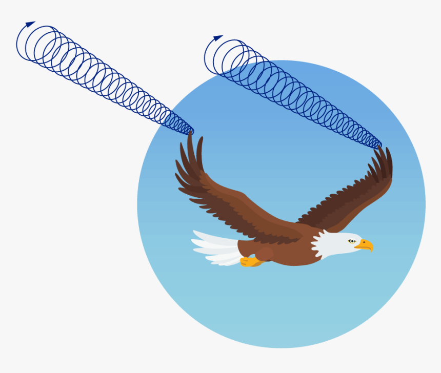 Bald Eagle, HD Png Download
