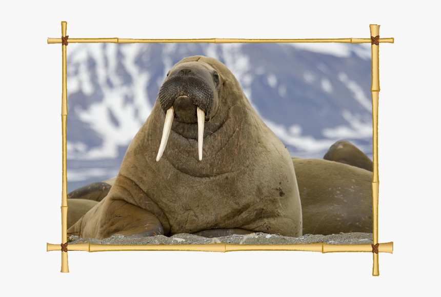 Transparent Sealion Clipart - Walrus Animal, HD Png Download