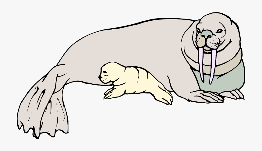 Free Walrus Clipart - Walruses And A Baby Walrus Drawings, HD Png Download