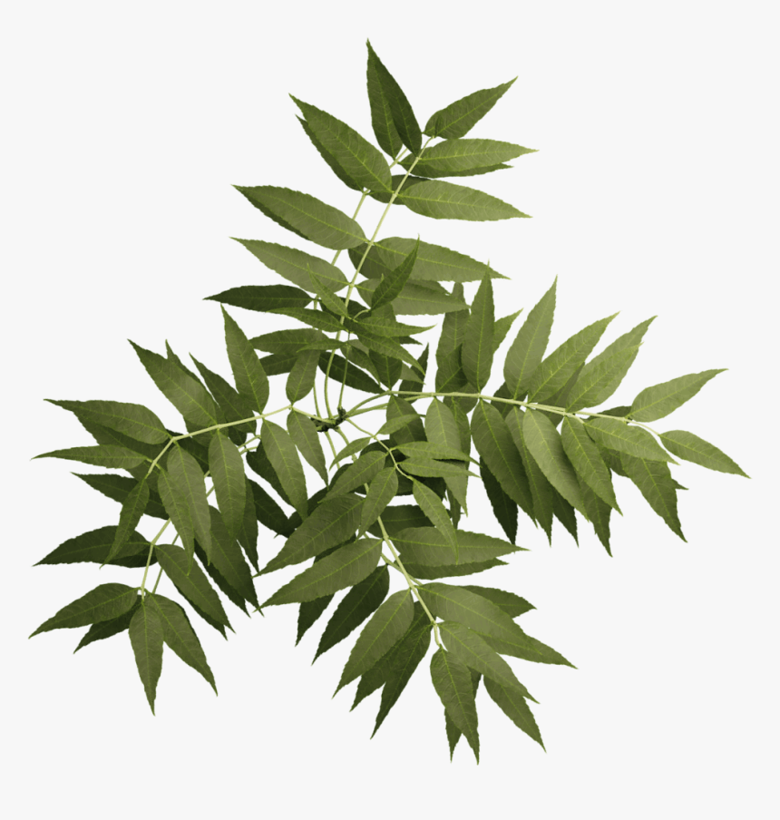 Sorbus, HD Png Download