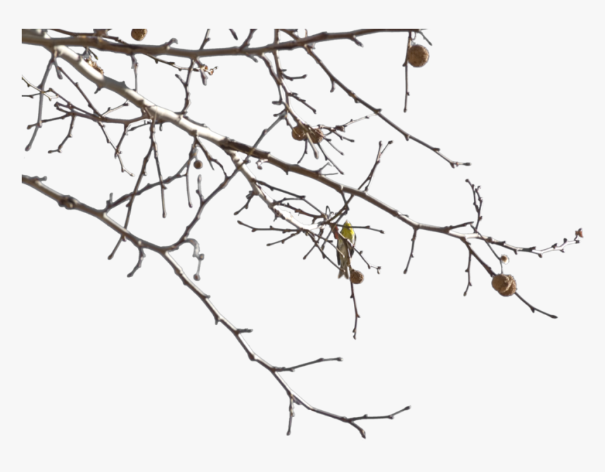 Inner Page Background Design, HD Png Download