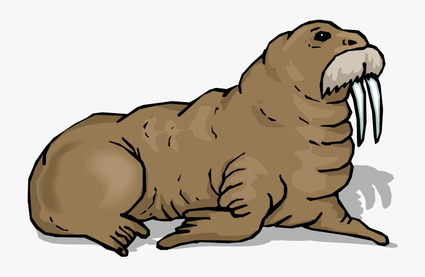 Walrus Clipart Clip Art - Clip Art Walrus, HD Png Download