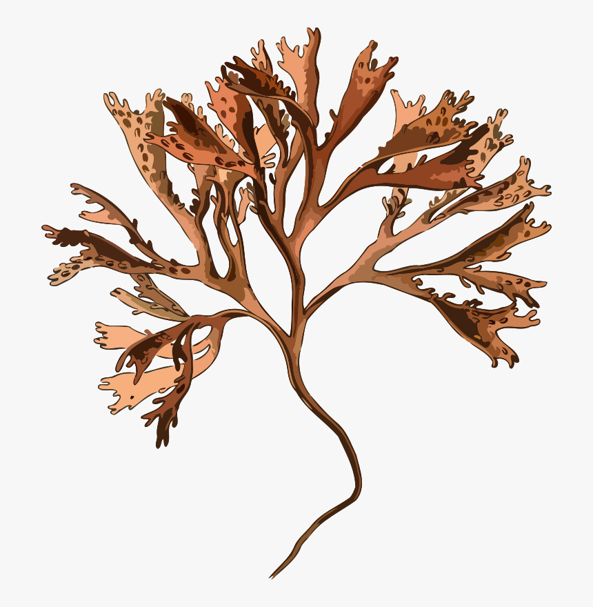 Carragheen - Irish Moss Png, Transparent Png