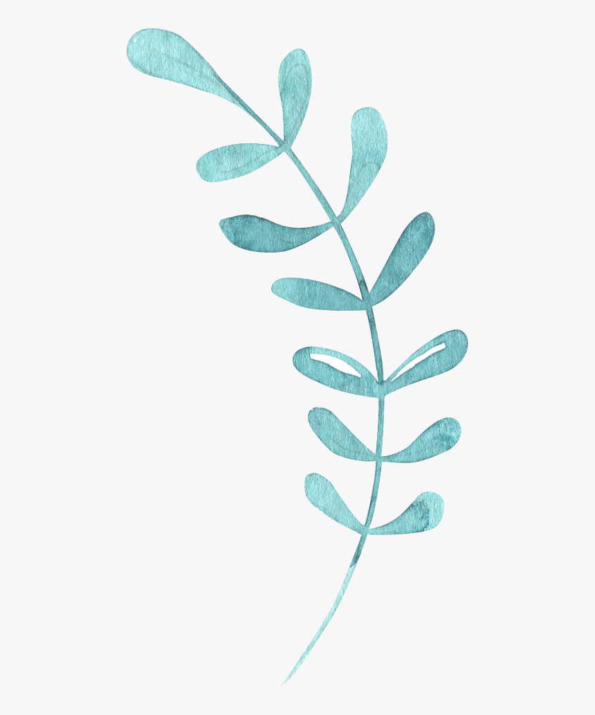 Chlorophyta, HD Png Download