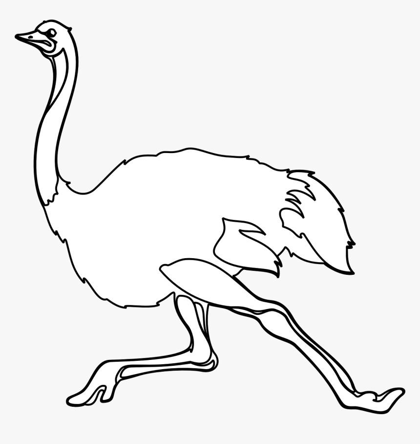 Đà Điểu Black And White, HD Png Download