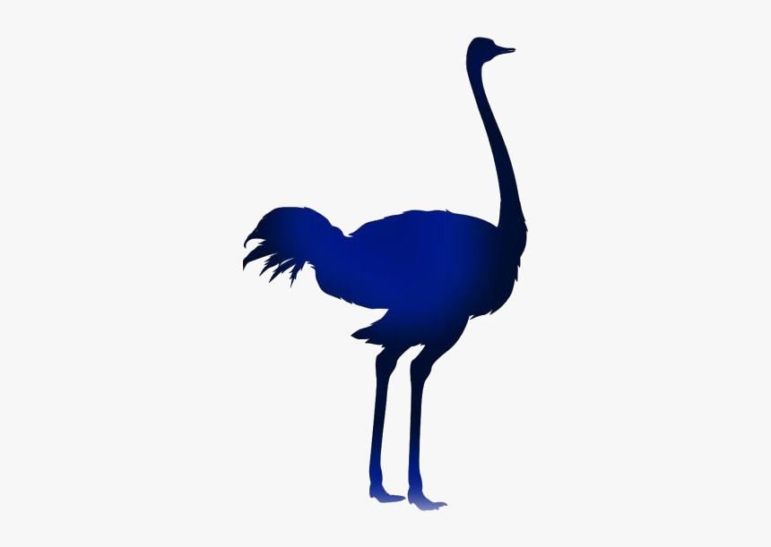 Female Ostrich Png Transparent Images - Tamaño De Las Aves, Png Download