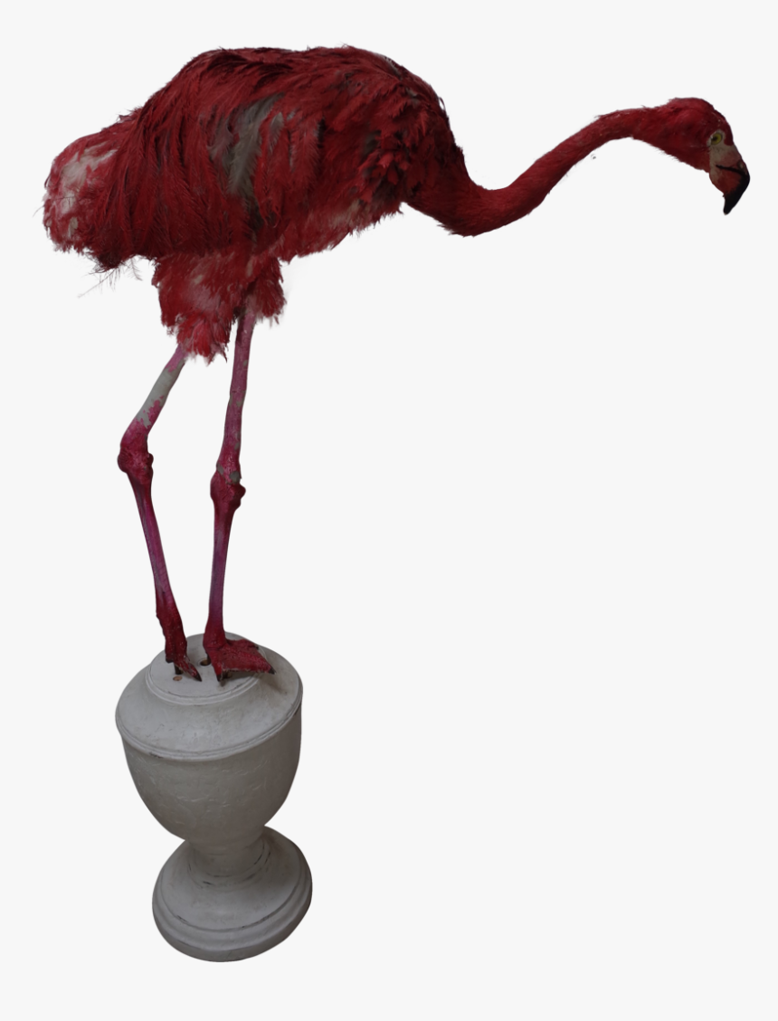 Faux Pink Flamingo - Turkey, HD Png Download