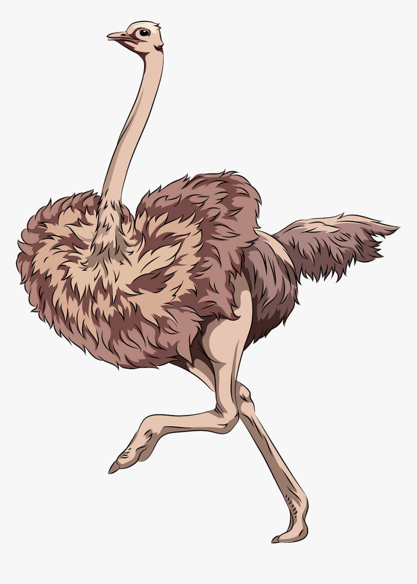 Ostrich, HD Png Download