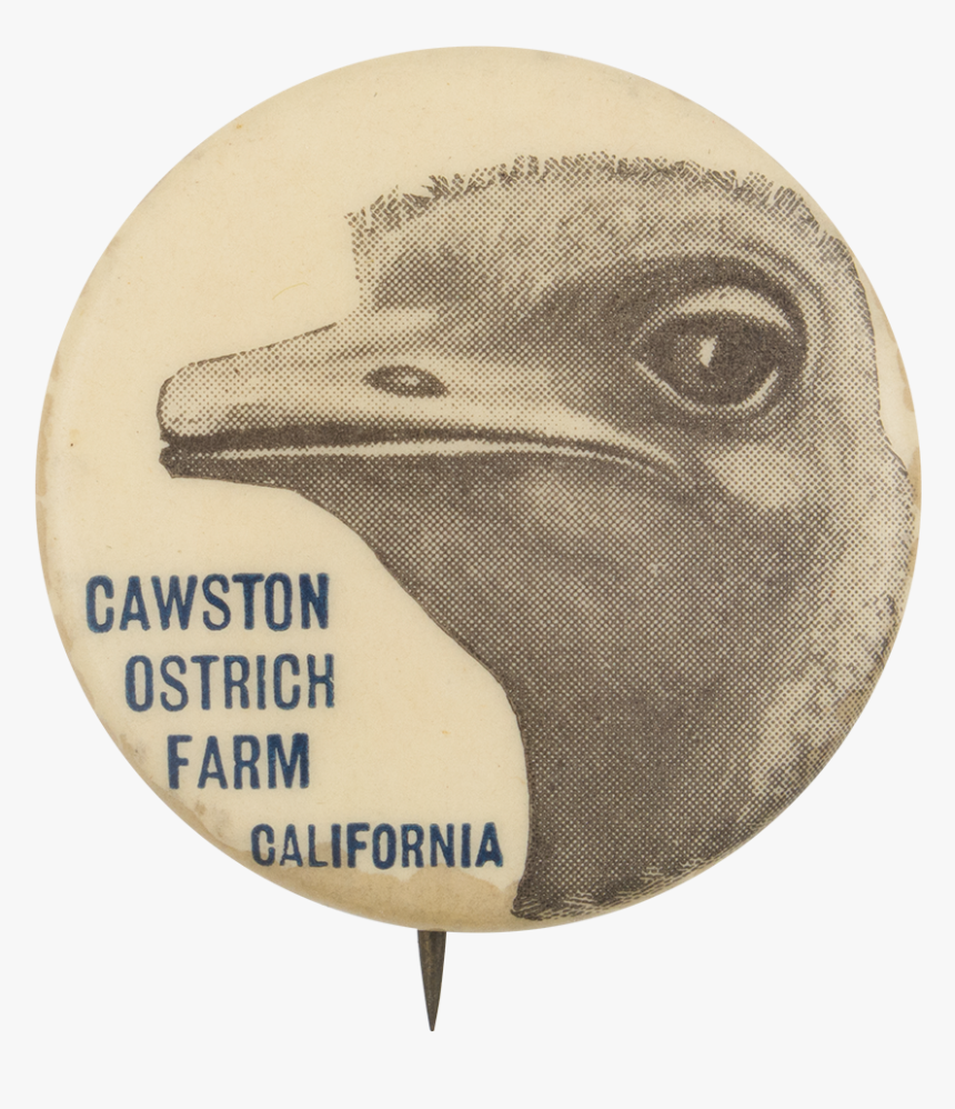 Cawston Ostrich Farm Event Button Museum - Bald Eagle, HD Png Download
