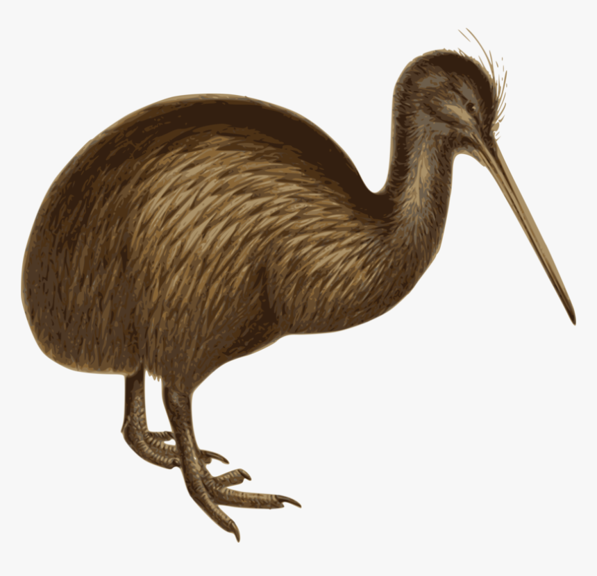 Flightless Bird,ratite,ostrich - Birds White Background, HD Png Download