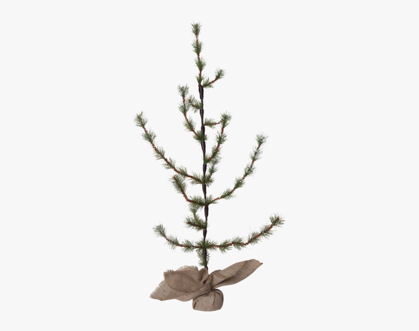 Decorative Tree Larix - Larch, HD Png Download