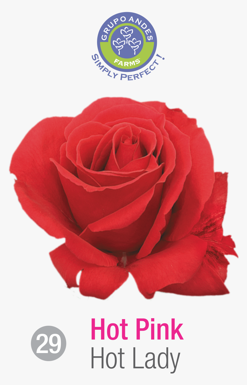 Rosa Variedad Hot Lady, HD Png Download