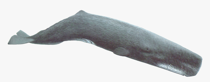 Sperm Whale Transparent Background, HD Png Download