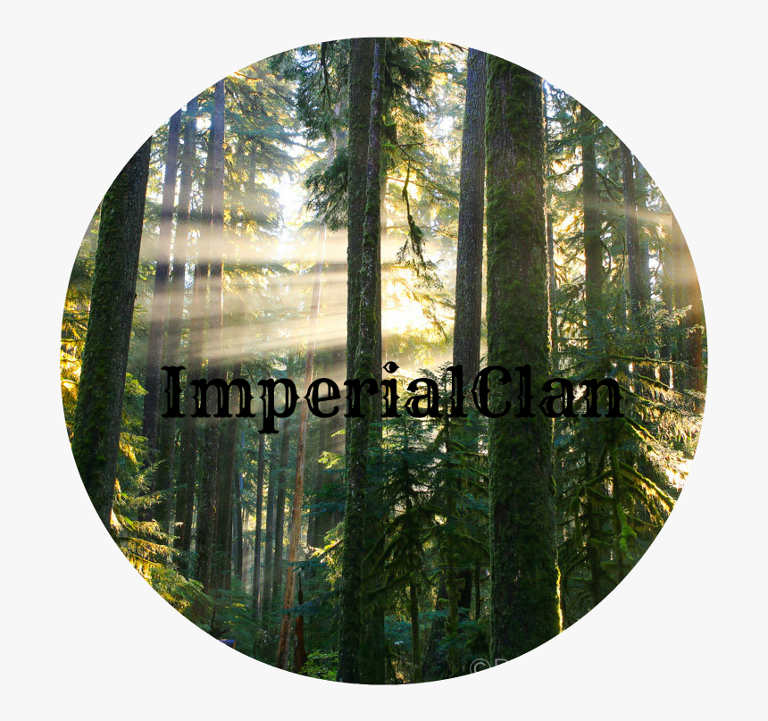 Peter James Photo Gallery Sunbeams In Misty Forest - Pacific Northwest Forest Photography, HD Png Download