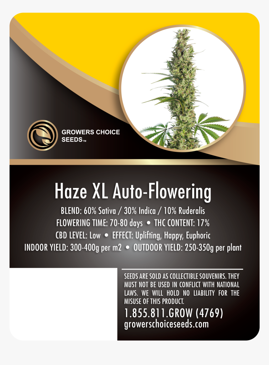 Haze Xl Auto-flowering Feminized Cannabis Seeds - Growers Choice Gorilla Glue, HD Png Download