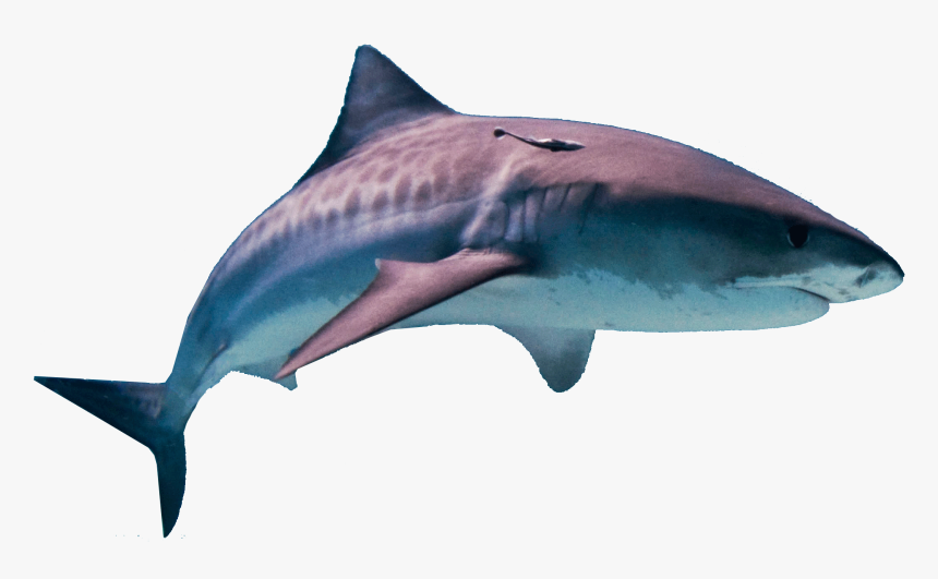 Shark Png Hd - Hawaii Tiger Shark, Transparent Png