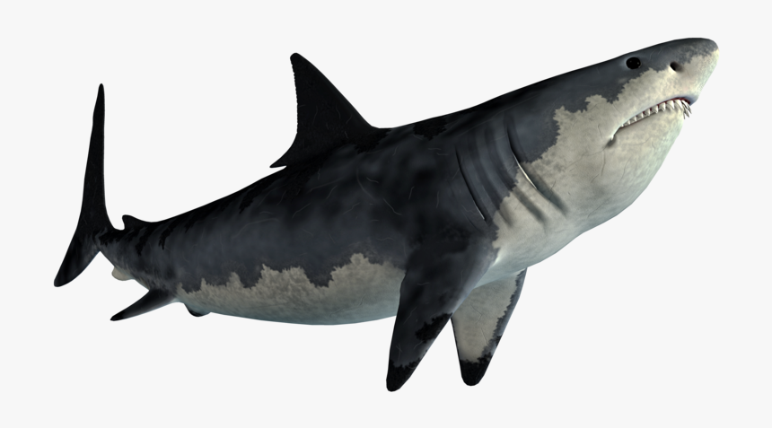 Tiger Shark Great White Shark Shark Jaws - Shark Png, Transparent Png