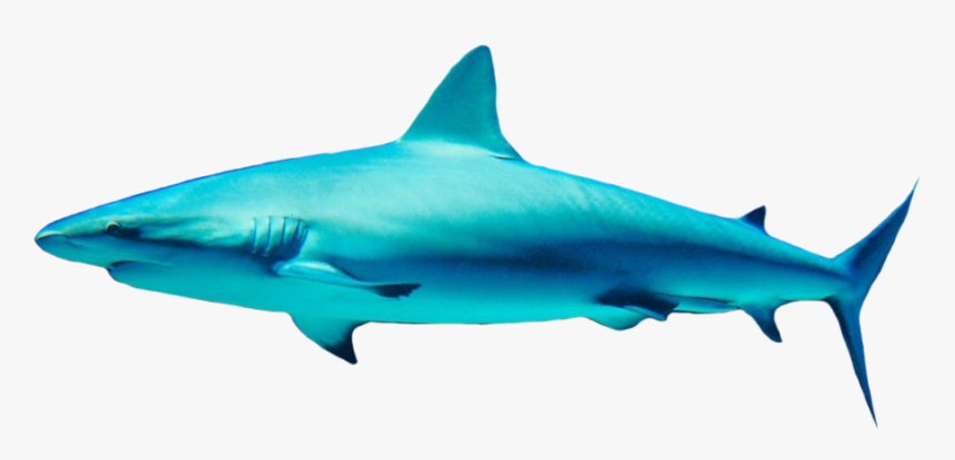 Shark Free Png, Transparent Png