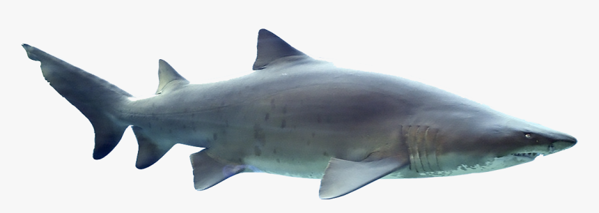 Sharks Png Free Pic - Sand Tiger Shark Png, Transparent Png