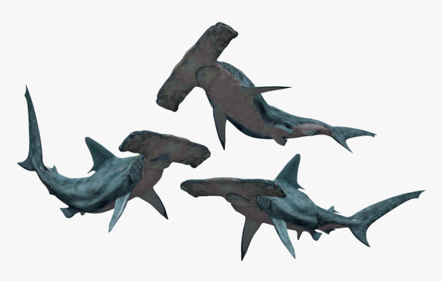 Shark, Sharks, Hammerhead, Fish, Danger, Dangerous - Hammerhead Shark Transparent Background, HD Png Download