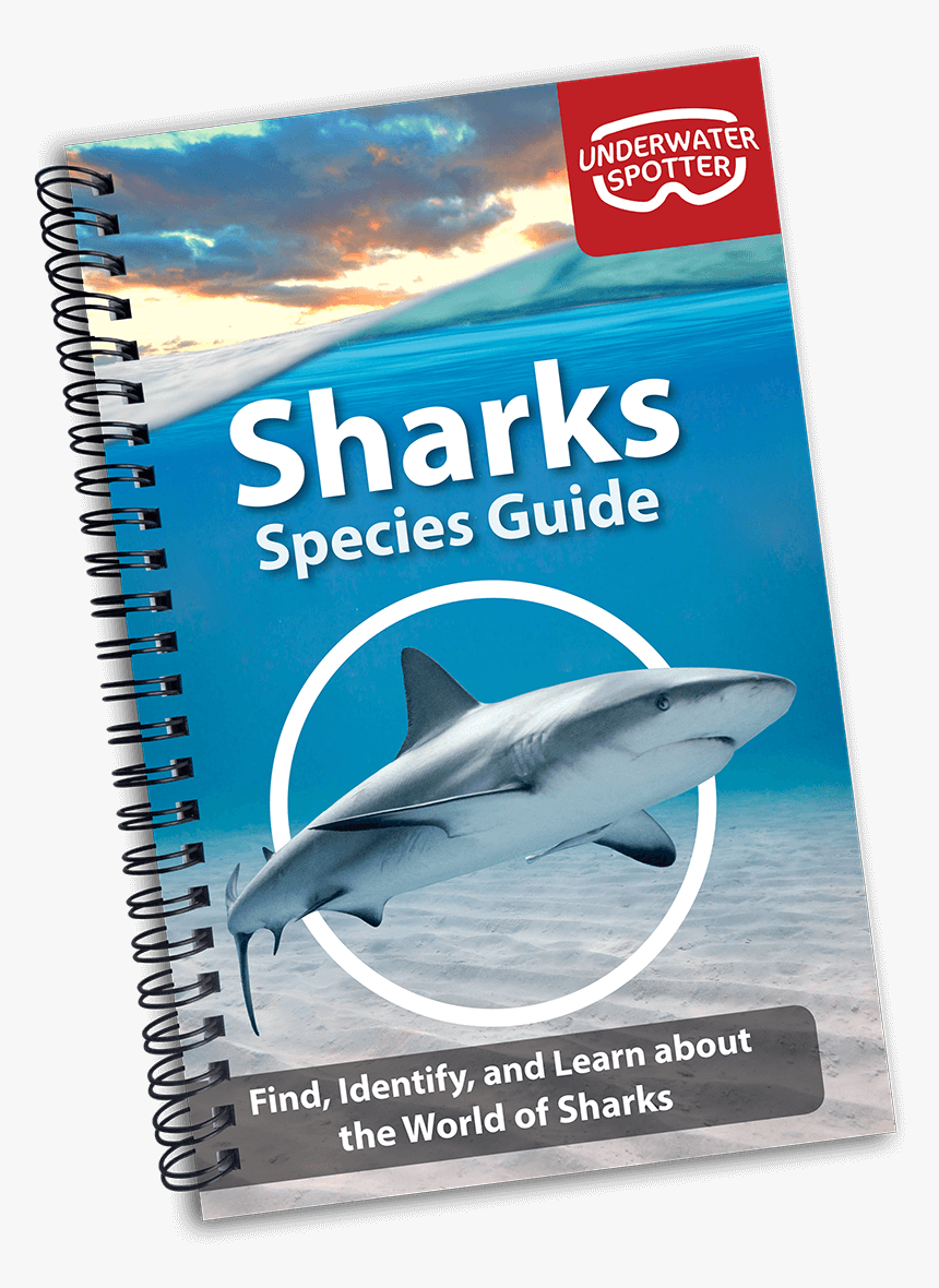 Great White Shark, HD Png Download