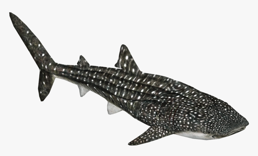 Thumb Image - Zoo Tycoon 2 Whale Shark, HD Png Download