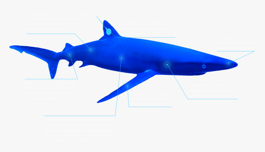 The Global Shark Movement Project - Great White Shark, HD Png Download