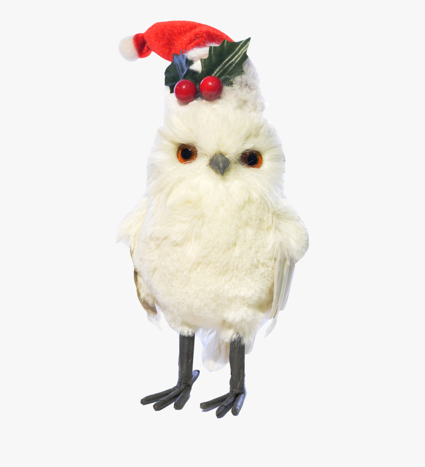 Owl, HD Png Download