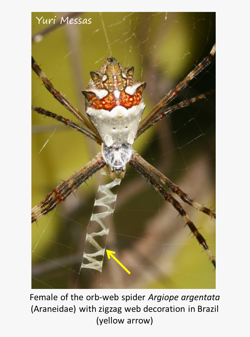 Spider Web, HD Png Download