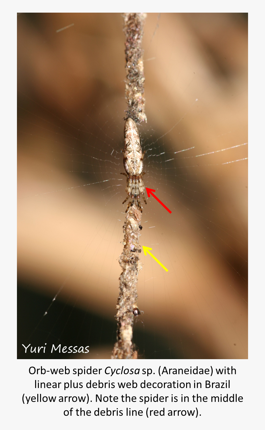 Macro Photography, HD Png Download