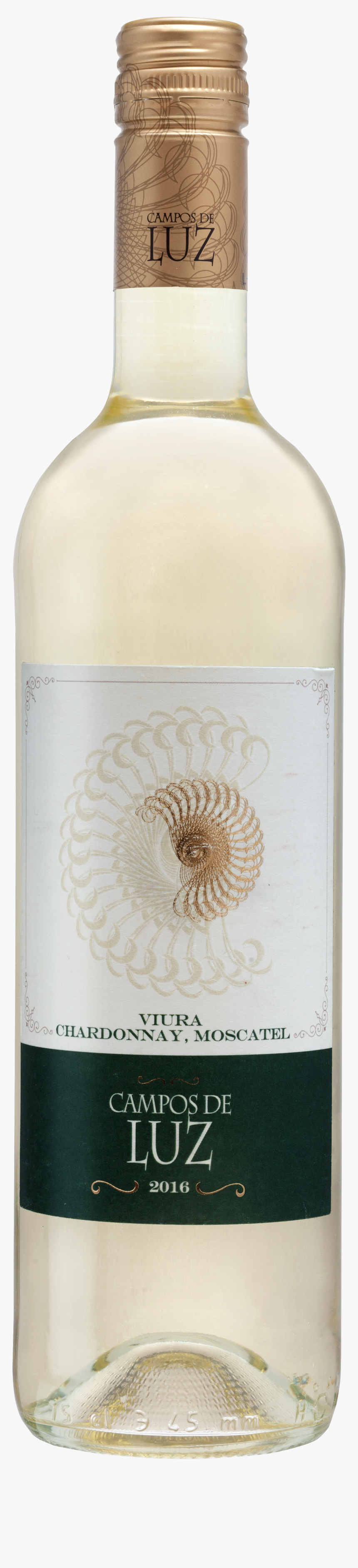 Campos De Luz - Chambered Nautilus, HD Png Download