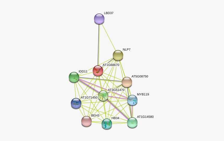 At1g68670 Protein - Ferris Wheel, HD Png Download