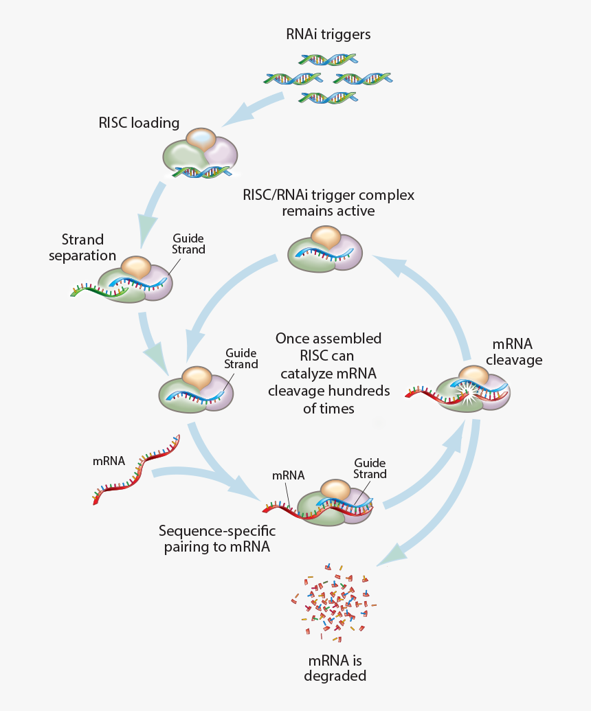 Rnai Triggers - Sirna Arrowhead, HD Png Download