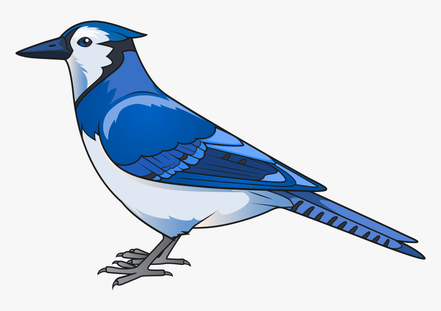 Bird Png Clip - Clipart Blue Jay Png, Transparent Png