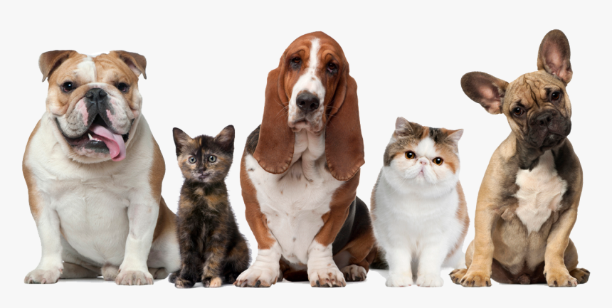 Dog & Cats, HD Png Download