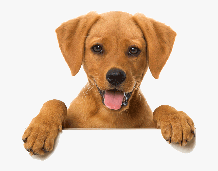 Transparent Happy Cat Png - Dog Looking Over Wall Transparent, Png Download