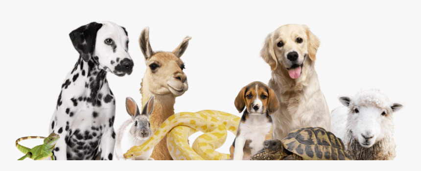 English Foxhound, HD Png Download