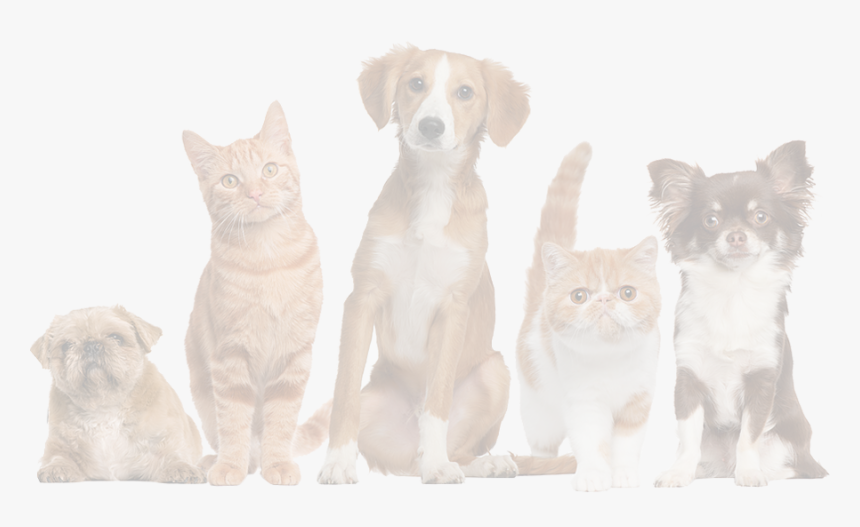 Pets - Animal Shelter Longview Tx, HD Png Download