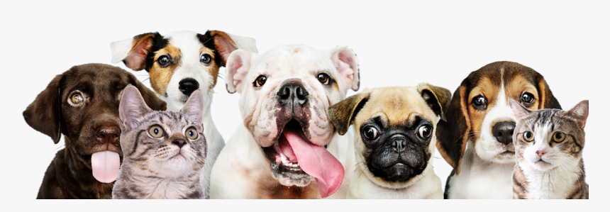 5 Barking Dogs, HD Png Download