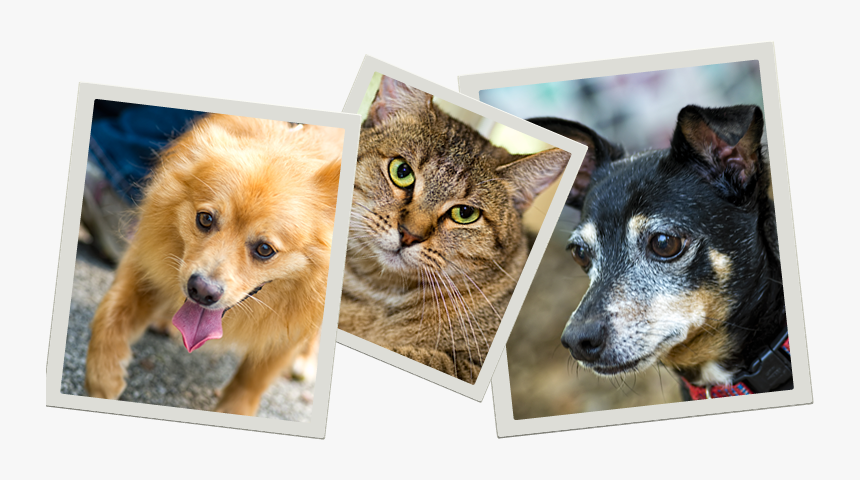 Pets Who Need A Home - Australian Stumpy Tail Cattle Dog, HD Png Download